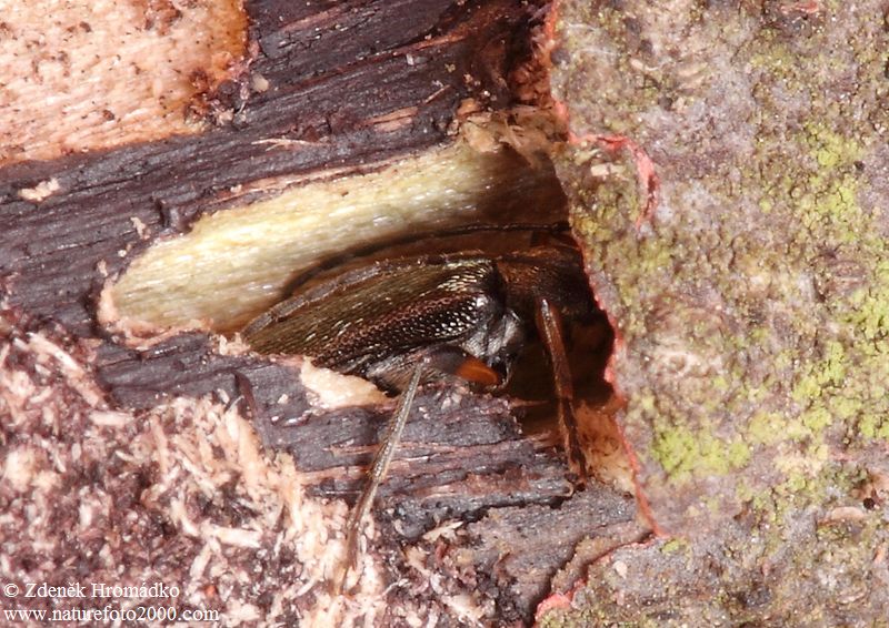 tesařík, Grammoptera ruficornis, Cerambycidae, Lepturini (Brouci, Coleoptera)